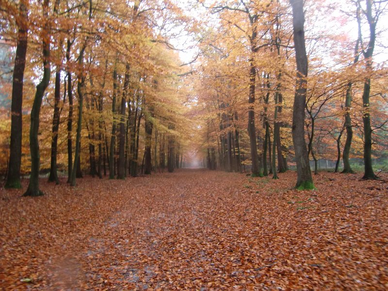 Wilseder Berg 1 2010 070